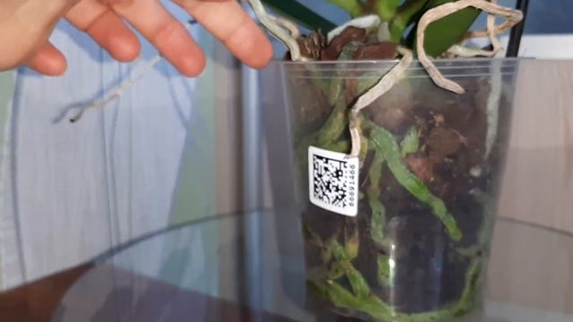 Орхидея ЛЕГАТО РАДУГА. Phalaenopsis RAINBOUW LEGATO смотреть онлайн