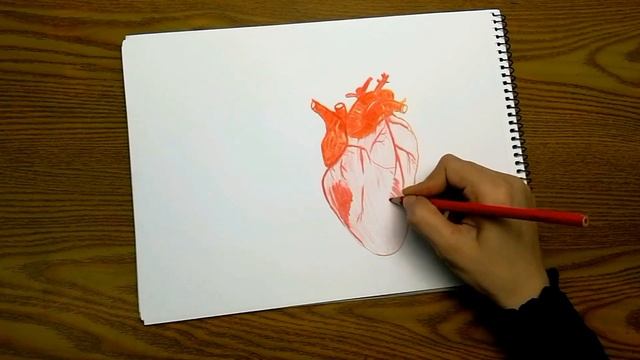 how to draw a heart (a human heart) | Artist Drawings смотреть онлайн