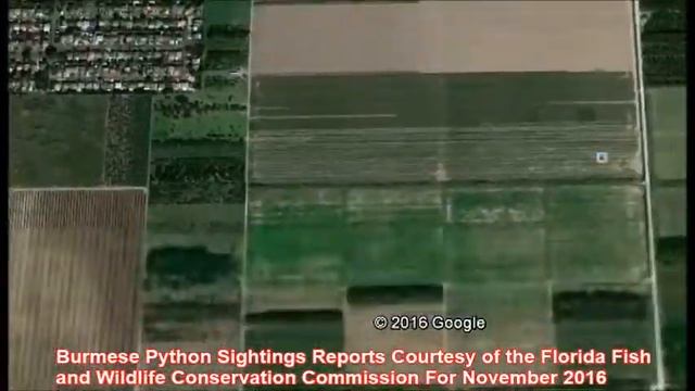 Recent Florida Burmese Python Sightings Locations Google Earth смотреть онлайн
