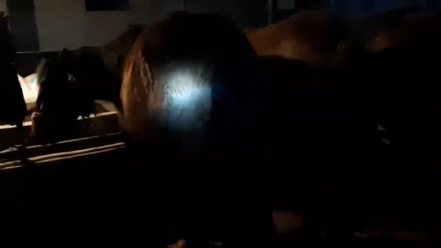 Тай? Байлап Жемде ?? Жылқы Бордақылау бизнесы тиімді ма ?? смотреть онлайн