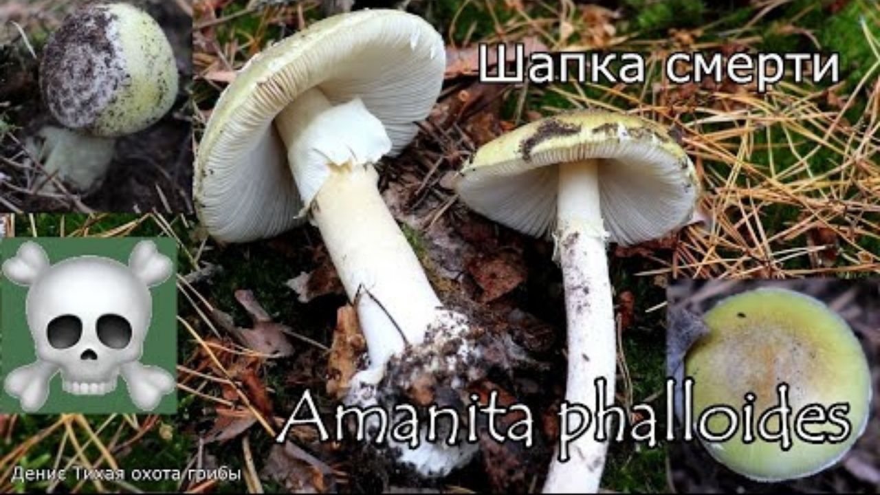 Смертельно-ядовитый гриб - Бледная поганка | Amanita phalloides смотреть онлайн