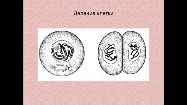 Наука и жизнь - Жизнь в подарок смотреть онлайн