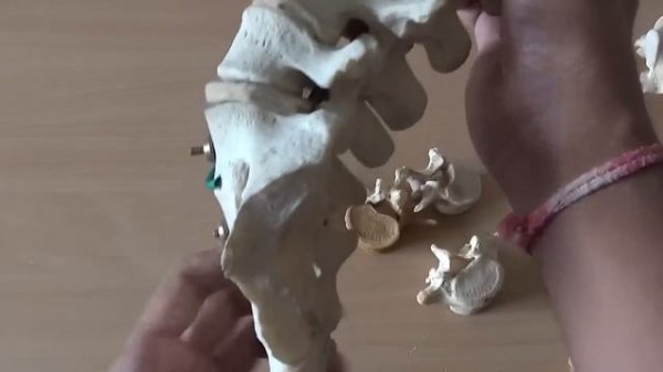 LUMBAR VERTEBRAE