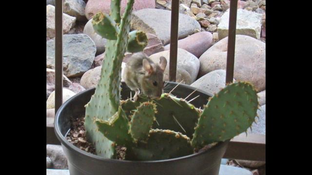 Pack Rat Cactus Fest смотреть онлайн
