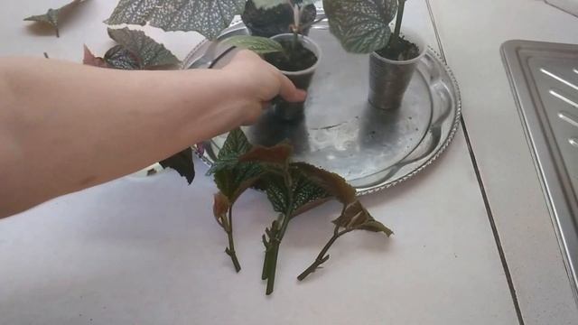 Бегония крапчатая - уход и размножение.//Speckled Begonia - Care And Reproduction.//