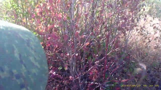 (18+) Охота на куропатку 2015 г. смотреть онлайн