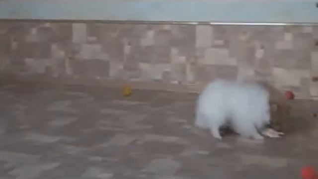 Детки Винса и Сказки, 3,5 мес смотреть онлайн