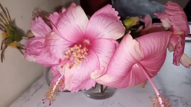 pink hibiscus flower смотреть онлайн