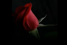 Kenny G - Besame Mucho_x264 смотреть онлайн
