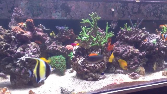 300 Gallon Reef Tank Update 10-9-14 смотреть онлайн