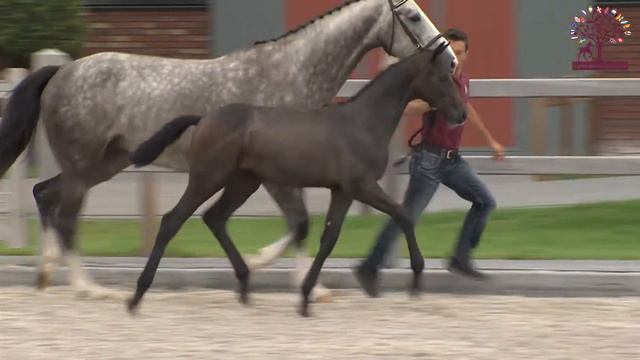 101 Caesar Z (Cornet Obolensky x Zirocco Blue VDL) смотреть онлайн