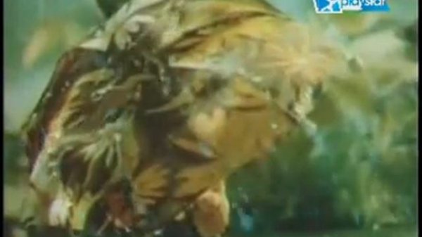 Ko`pchilik istagan multfilm (Tutti) albatta o`zbek tilida