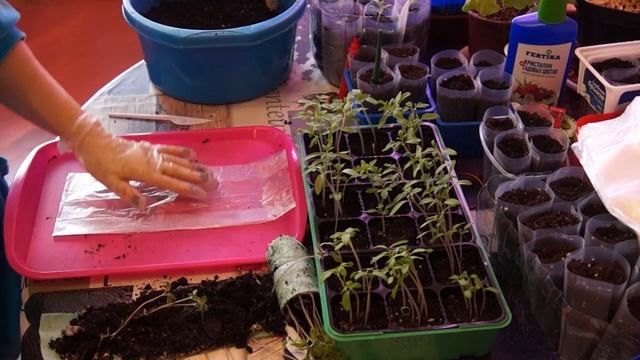 ПИКИРУЕМ РАССАДУ ТОМАТОВ ИНДЕТЕРМИНАНТНЫЕ, ЧАСТЬ, 4