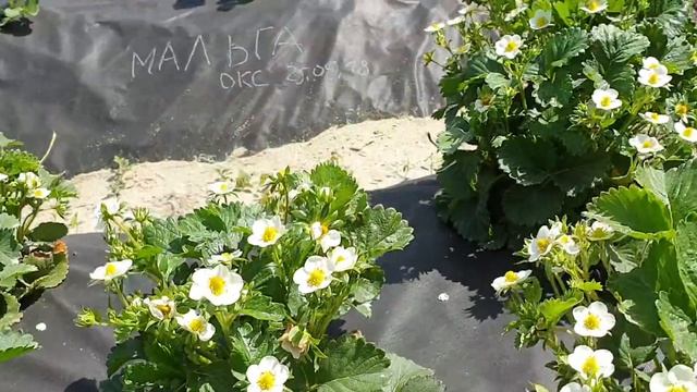 Моя плантациях на 1 мая 2019 года. Клубника и виноград. смотреть онлайн