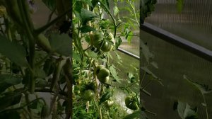 Обзор томата orange crush (оранжевый краш) 01.08.2020