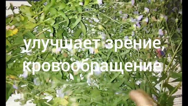 АСТРА РОМАШКОВАЯ.Aster amellus.Описание,лечебные свойства. смотреть онлайн