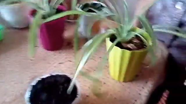 #КАК ПЕРЕСАДИТЬ ЛУКОВИЧНЫЕ ЦВЕТЫ# смотреть онлайн