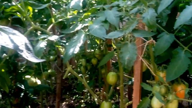 Урожай помидоров смотреть онлайн