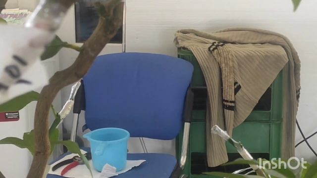 Дерево сад , ремонтантное цветение цитрусовых, результат прививок на лимоне Майкопском. смотреть онлайн