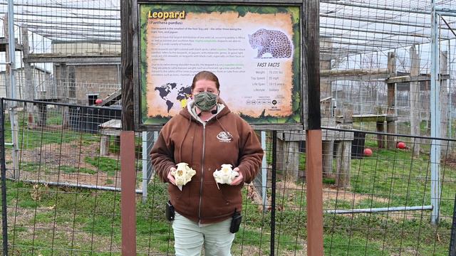 Leopard Vs Jaguar - TCWR Spring Break Program смотреть онлайн