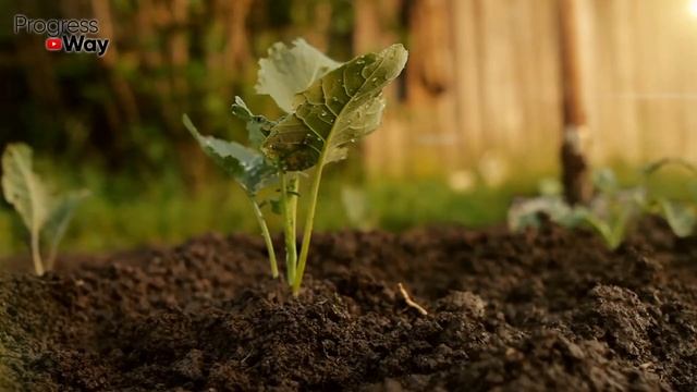 КЛАДУ ЭТО В ЛУНКУ С КАПУСТОЙ, И КИЛЫ НЕ БЫВАЕТ! смотреть онлайн