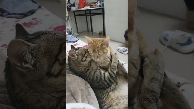 Котонежности смотреть онлайн