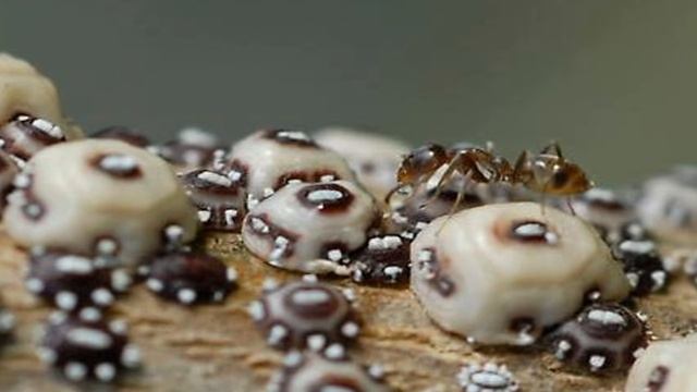 ЛОЖНОЩИТОВКА ВОСКОВАЯ (Ceroplastes rusci )!!!! Борьба с вредителями. Доминикана. смотреть онлайн