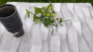 Размножение лимона черенками