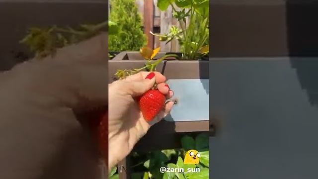 Лучшие сторис elenapegas (@Elena Letuchaya-Anashenkova) подборка ? от Undelete News за 12.06.2020 смотреть онлайн