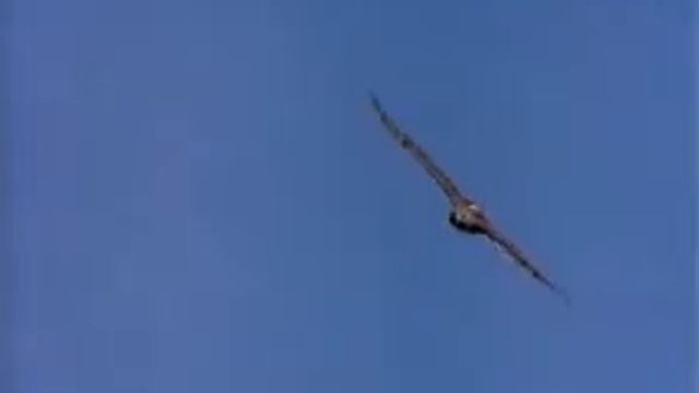 Полет птиц смотреть онлайн