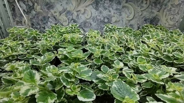 Как вырастить качественную рассаду цветов и овощей в домашних условиях. Обзор стеллажей в ноябре. смотреть онлайн