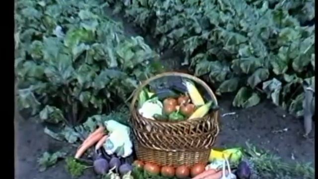 Высадка в грунт смотреть онлайн