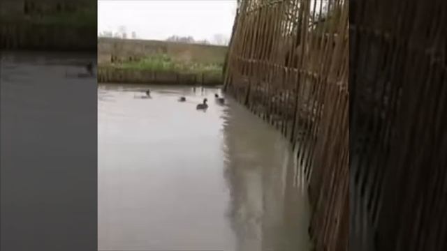 Ловля уток сетью смотреть онлайн