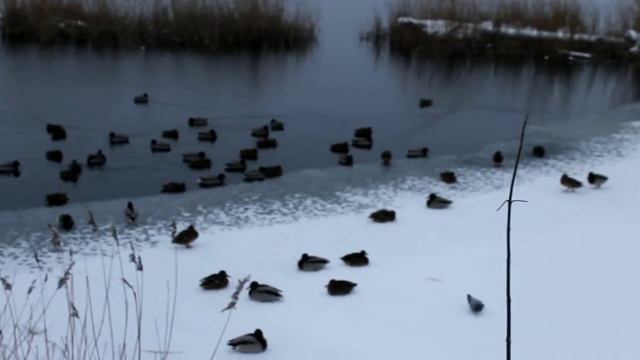 Утки Верх-Нейвинского пруда. смотреть онлайн