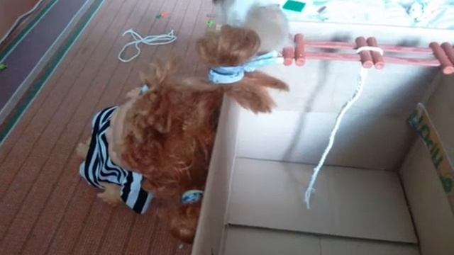 Дрессированный хомяк РОМА. Умело забирается на канат.