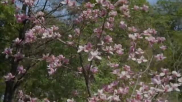 Магнолия в цвету смотреть онлайн