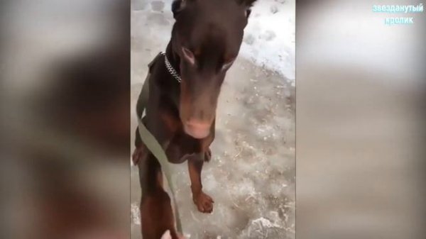 Life of animals-животные-улыбка.