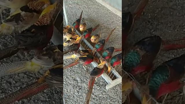 Кормление золотых фазанов самцов смотреть онлайн