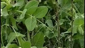 Семейство Бобовых.