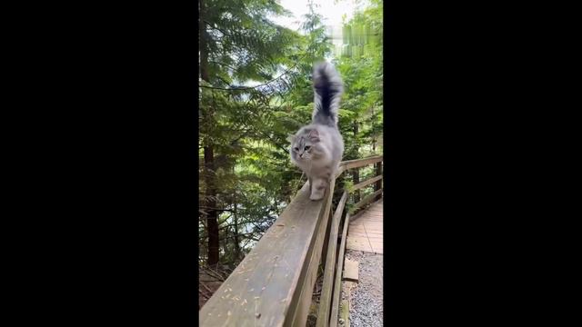 Коты и котики  2