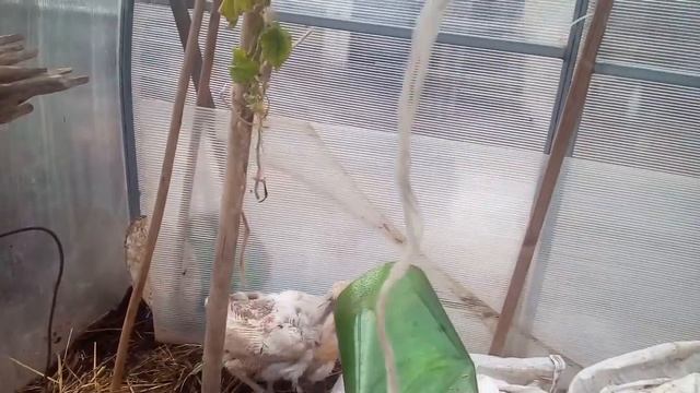 Беспощадная линька куры линяют! Страшно!