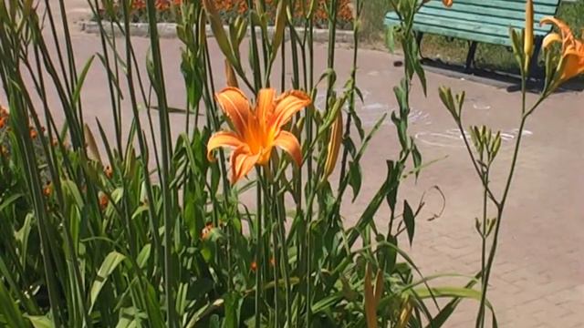 Летняя прогулка по городу Домодедово (26.06.21) смотреть онлайн