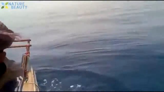 Топ 5 крупных рыб пойманных в море, ловля большого тунца смотреть онлайн