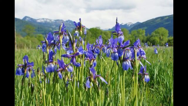 Sibirische Schwertlilie (Iris sibirica) смотреть онлайн