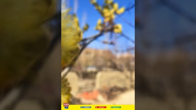 A Plant That Heralds The Arrival Of Spring | Salix Caprea | 2023 смотреть онлайн