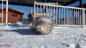 тюлень хлопает ластами по пузу 2021