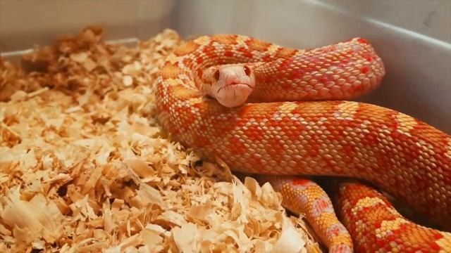 ЯДОВИТАЯ ЗМЕЯ УКУСИЛА СОФИЮ ВО ВРЕМЯ СЪЁМОК // Содержание змей дома и тонкости этого хобби смотреть онлайн