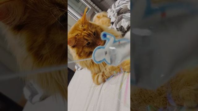 Серьезные игры ! Мен-кун Бося #мейнкуны #рыжийкот смотреть онлайн