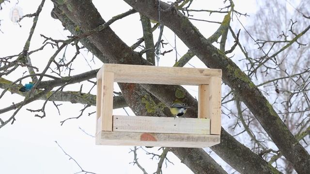 Полезные птицы в саду смотреть онлайн