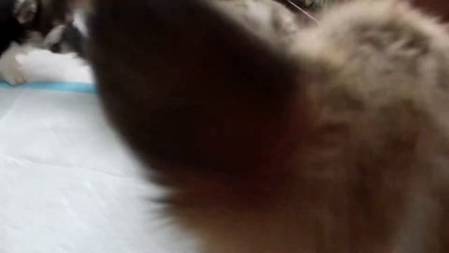 Щенки вельш корги пемеброк 1 мес FUNKYFOX LITTER A смотреть онлайн